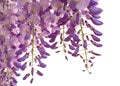 Wisteria flowers isolated on white background Royalty Free Stock Photo