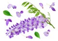 Wisteria flowers isolated on white background. Top view. Flat lay Royalty Free Stock Photo