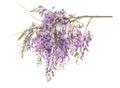 Wisteria flowers isolated Royalty Free Stock Photo