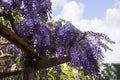 Wisteria flowers in Positano on the Amalfi Drive in Italy