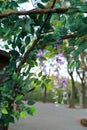 Wisteria leaf and flower in spring