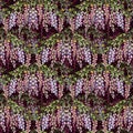 Wisteria flowers seamless pattern on claret background, watercolor illustration Royalty Free Stock Photo