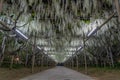 Wisteria flowers in spring