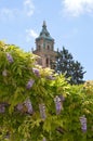 Wisteria flowers and tower of Charterhouse of Valldemosa Royalty Free Stock Photo