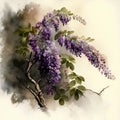 Wisteria flowers, watercolor painting on a white background. Royalty Free Stock Photo