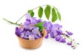 Wisteria flowers in wooden bowl isolated on white background with full depth of field Royalty Free Stock Photo