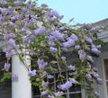 Wisteria frutescens blooming on a pergola