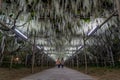 Wisteria flowers in spring