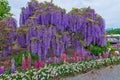 Wisteria