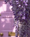 Wisteria in full bloom growing outside a house with pink door in Kensington, London UK. Royalty Free Stock Photo