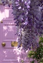 Wisteria in full bloom growing outside a house with pink door in Kensington, London UK. Royalty Free Stock Photo