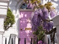 Wisteria in full bloom growing outside a white painted house with pink door in Kensington, London UK. Royalty Free Stock Photo