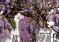 Wisteria in full bloom growing outside a white painted house with pink door in Kensington, London UK. Royalty Free Stock Photo