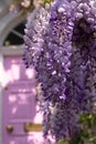 Wisteria in full bloom, photographed outside a house with a pink door in Kensington, London UK. Royalty Free Stock Photo