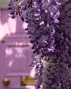 Wisteria in full bloom, photographed outside a house with a pink door in Kensington, London UK. Royalty Free Stock Photo