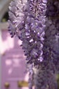 Wisteria in full bloom, photographed outside a house with a pink door in Kensington, London UK. Royalty Free Stock Photo