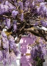 Wisteria in full bloom, photographed outside a house with a pink door in Kensington, London UK. Royalty Free Stock Photo