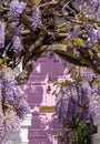 Wisteria in full bloom, photographed outside a house with a pink door in Kensington, London UK. Royalty Free Stock Photo