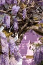 Wisteria in full bloom, photographed outside a house with a pink door in Kensington, London UK. Royalty Free Stock Photo