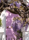 Wisteria in full bloom, photographed outside a house with a pink door in Kensington, London UK. Royalty Free Stock Photo