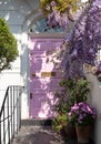 Wisteria in full bloom, photographed outside a house with a pink door in Kensington, London UK. Royalty Free Stock Photo