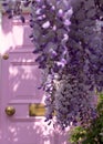 Wisteria in full bloom, photographed outside a house with a pink door in Kensington, London UK. Royalty Free Stock Photo