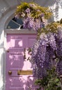 Wisteria in full bloom, photographed outside a house with a pink door in Kensington, London UK. Royalty Free Stock Photo