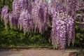 Wisteria