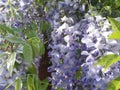 Wisteria garden details Royalty Free Stock Photo