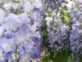 Wisteria garden details Royalty Free Stock Photo