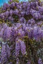 Wisteria, glicinia flowering wine in the garden Royalty Free Stock Photo