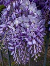 Wisteria, glicinia flowering wine in the garden Royalty Free Stock Photo