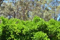 Wisteria Greenery with Eucalyptus Tree Royalty Free Stock Photo