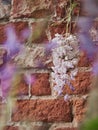 Wisteria growing on brick wall pattern texture.