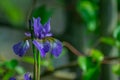 Wisteria growing in garden