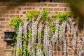 Wisteria growing in garden