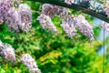 Wisteria growing in garden