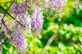 Wisteria growing in garden