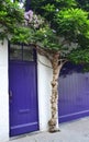 Wisteria growing over purple door Royalty Free Stock Photo