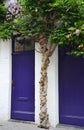 Wisteria growing over purple door