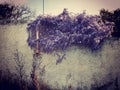 Wisteria hanging over a weathered white fence, filtered moody shot