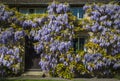 Wisteria on a honey-coloured stone cottage Royalty Free Stock Photo