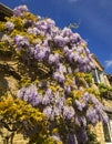 Wisteria on a honey-coloured stone cottage Royalty Free Stock Photo