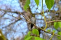 Wisteria branch with Anna`s Hummingbird 13