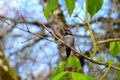 Wisteria branch with Anna`s Hummingbird 16