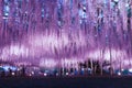 Wisteria illumination in Ashikaga Flower Park