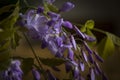 Wisteria inside a jug on a wooden table Royalty Free Stock Photo