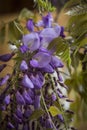 Wisteria inside a jug on a wooden table Royalty Free Stock Photo