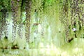 Wisteria in Jiading Wisteria Park