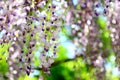 Wisteria in Jiading Wisteria Park